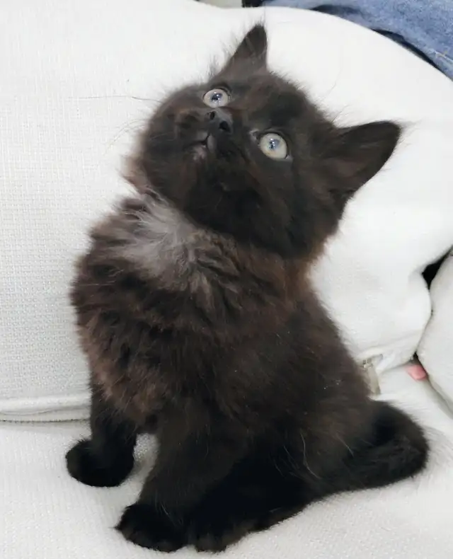 Chaton Sibérien hypoallergénique - Photo 3