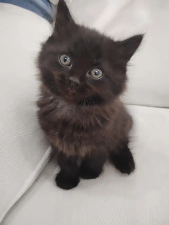 Chaton Sibérien hypoallergénique - Photo 5