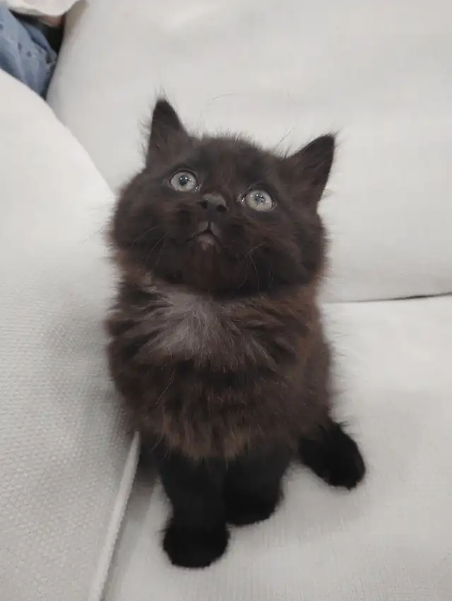 Chaton Sibérien hypoallergénique - Photo 6