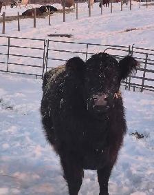 2 Bred Galloway Cows