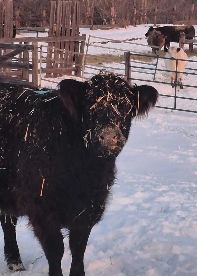 2 Bred Galloway Cows - Photo 2