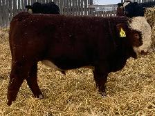 Simmental bull