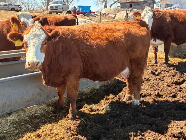 Simmental bull - Photo 2