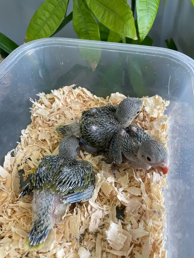 Indian ringneck babies (Olive Green)