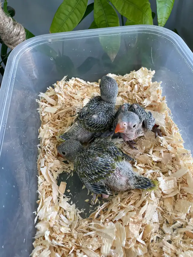 Indian ringneck babies (Olive Green) - Photo 2