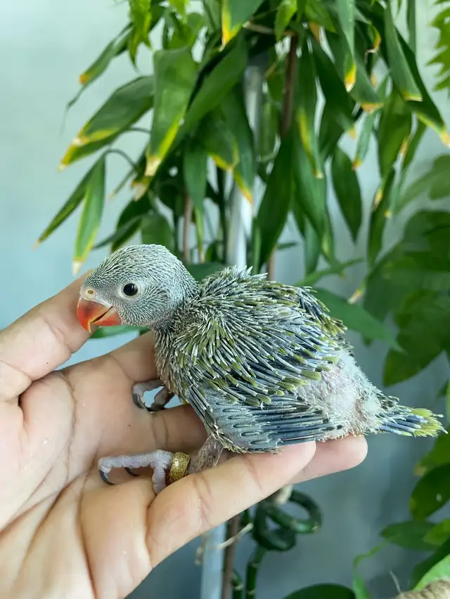 Indian ringneck babies (Olive Green) - Photo 3