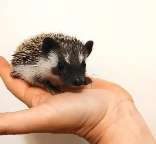 ♥ Introducing Giselle! Badger mask baby girl hedgehog! Text to r