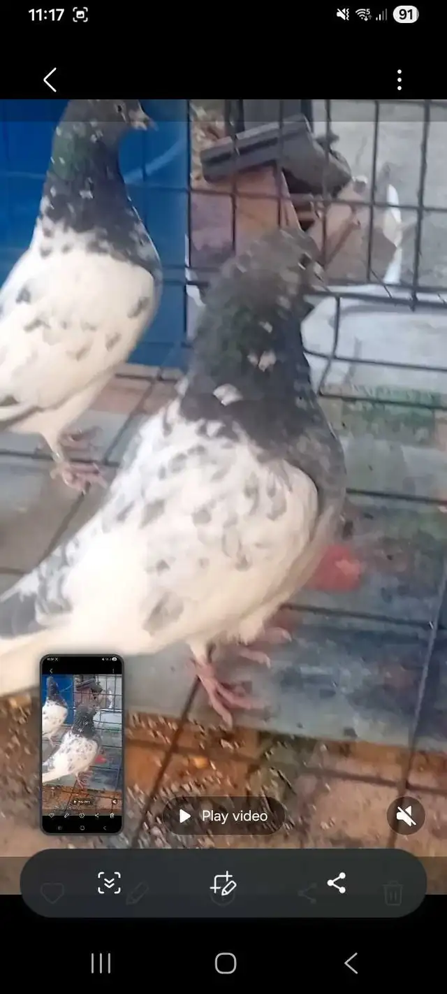 pakistani pigeons - Photo 2