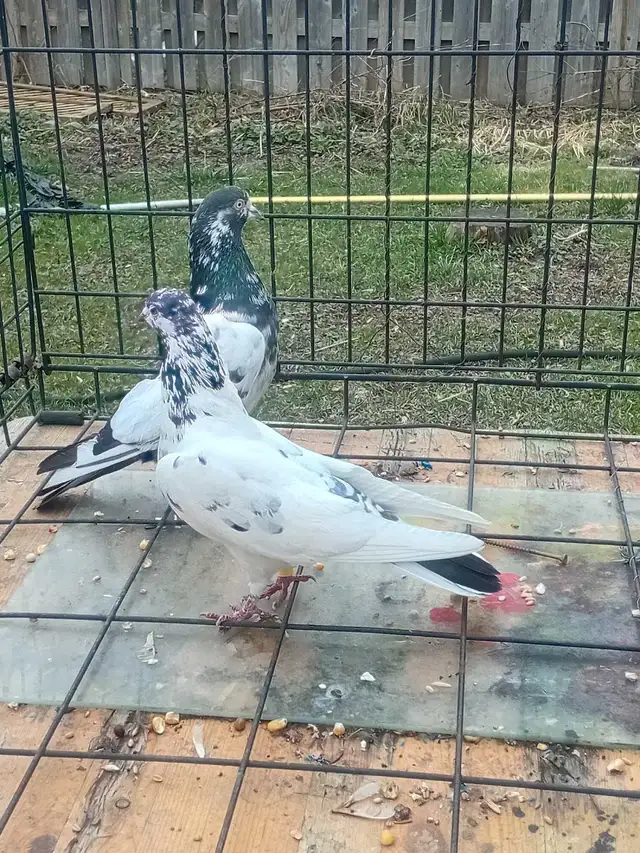 pakistani pigeons - Photo 4