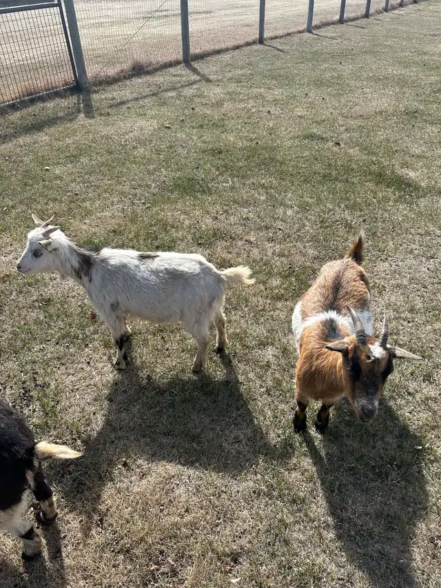 Miniature Goats