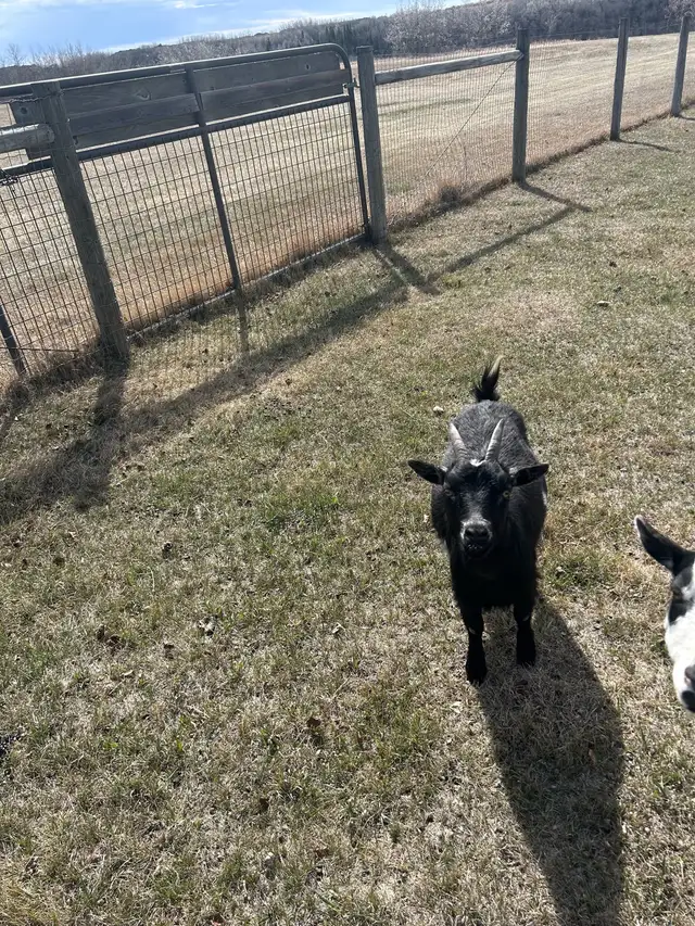 Miniature Goats - Photo 2