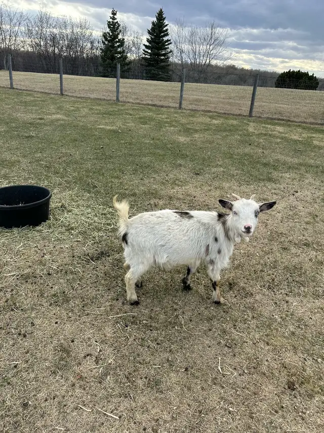 Miniature Goats - Photo 3