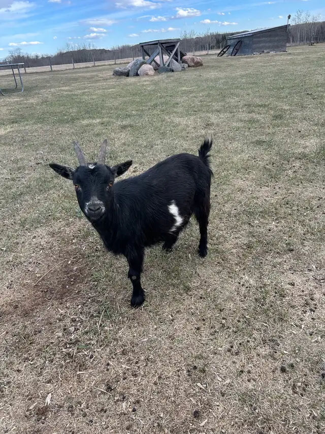 Miniature Goats - Photo 4