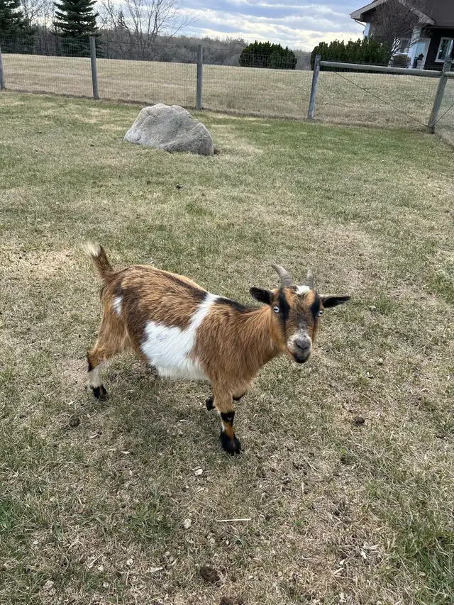 Miniature Goats - Photo 5