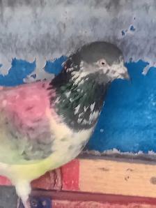 pakistani pigeons