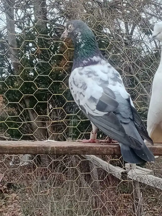 pakistani pigeons - Photo 5