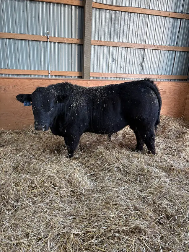 Limousin Bull