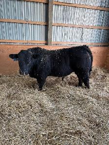 Limousin Bull