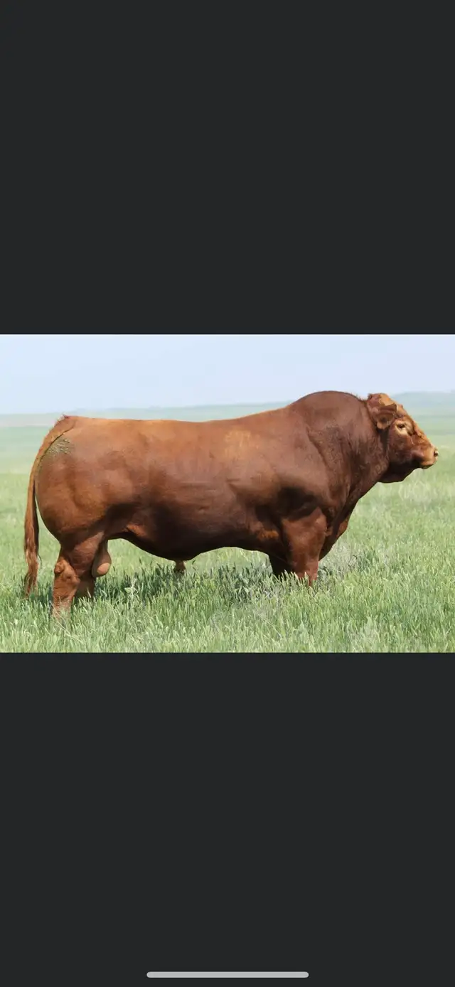 Limousin Bull - Photo 3