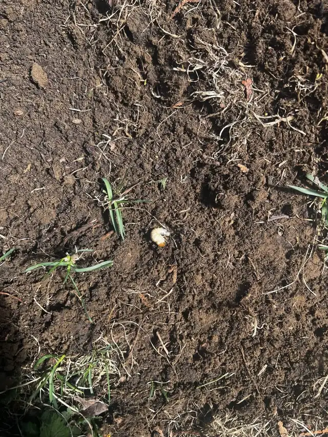 Lawn Aerating, Dethatching, Fertilizing, Top Dressing, Overseed - Photo 9