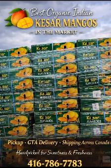 Indian kesar mangos
