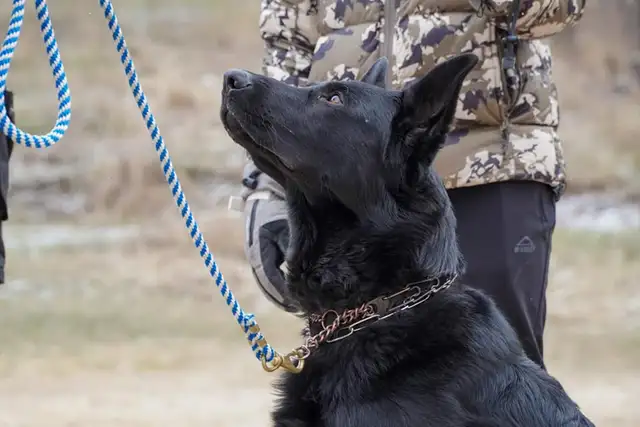 CKC Registered, 5 year old BLACK German Shepherd MALE Available!