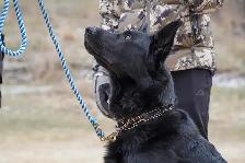 CKC Registered, 5 year old BLACK German Shepherd MALE Available!