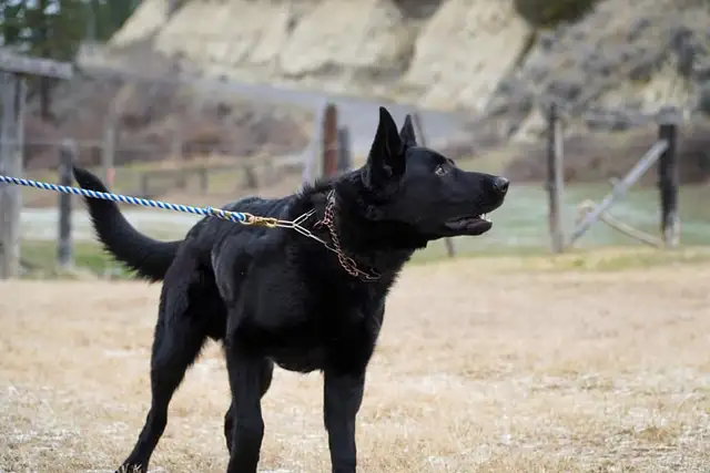 CKC Registered, 5 year old BLACK German Shepherd MALE Available! - Photo 2