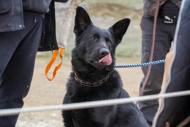 CKC Registered, 5 year old BLACK German Shepherd MALE Available! - Photo 3