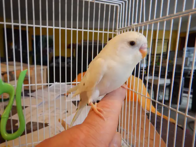 MOSTLY  WHITE  BABY  BUDGIES  FOR  SALE