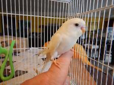 MOSTLY  WHITE  BABY  BUDGIES  FOR  SALE