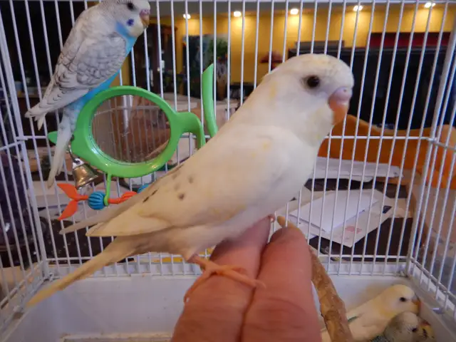 MOSTLY  WHITE  BABY  BUDGIES  FOR  SALE - Photo 2