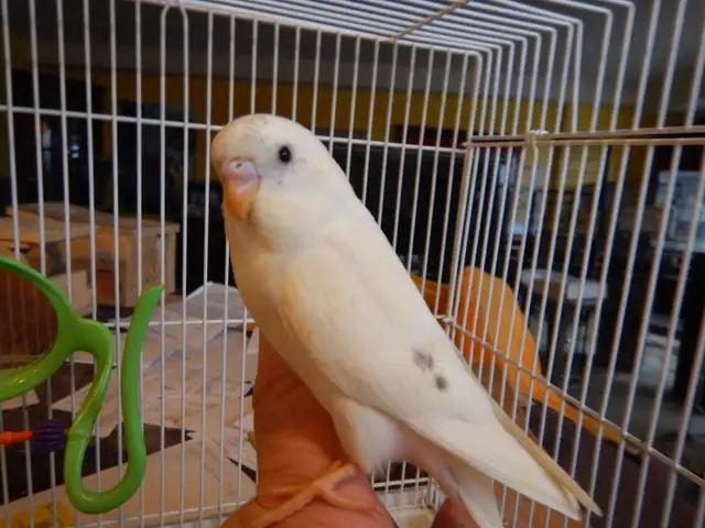 MOSTLY  WHITE  BABY  BUDGIES  FOR  SALE - Photo 3