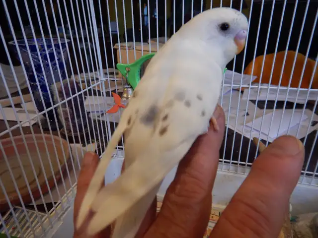 MOSTLY  WHITE  BABY  BUDGIES  FOR  SALE - Photo 4