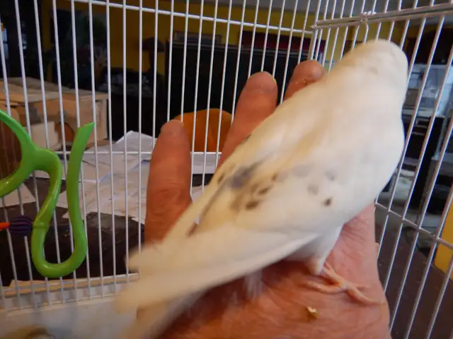 MOSTLY  WHITE  BABY  BUDGIES  FOR  SALE - Photo 5