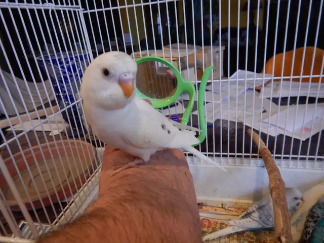 MOSTLY  WHITE  BABY  BUDGIES  FOR  SALE - Photo 6