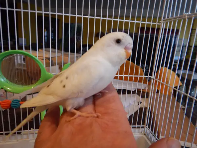 MOSTLY  WHITE  BABY  BUDGIES  FOR  SALE - Photo 7
