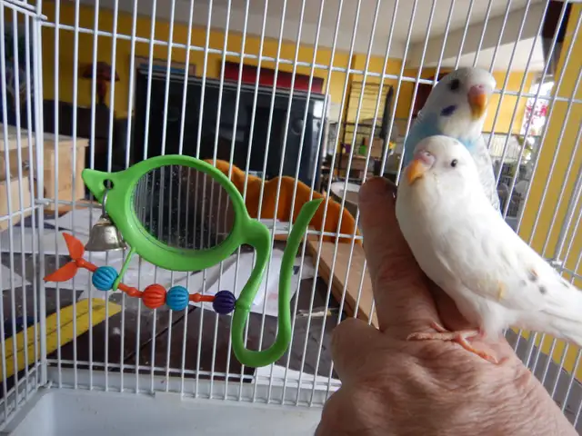 MOSTLY  WHITE  BABY  BUDGIES  FOR  SALE - Photo 8