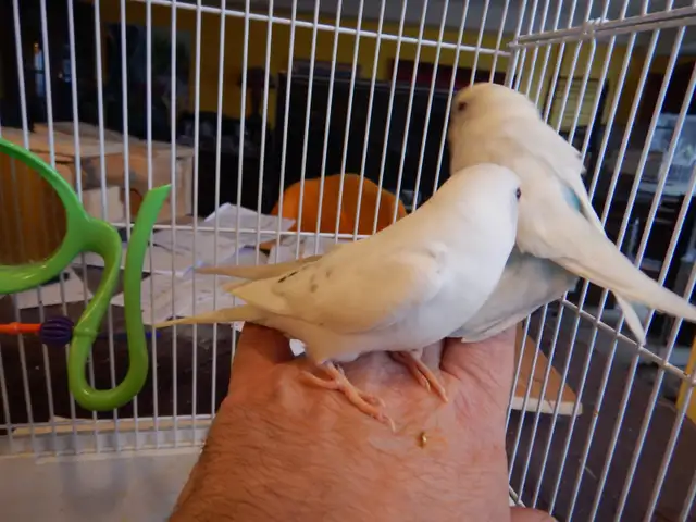MOSTLY  WHITE  BABY  BUDGIES  FOR  SALE - Photo 9