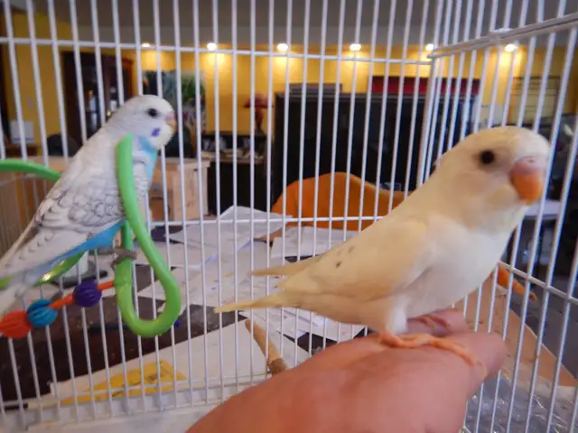 MOSTLY  WHITE  BABY  BUDGIES  FOR  SALE - Photo 10