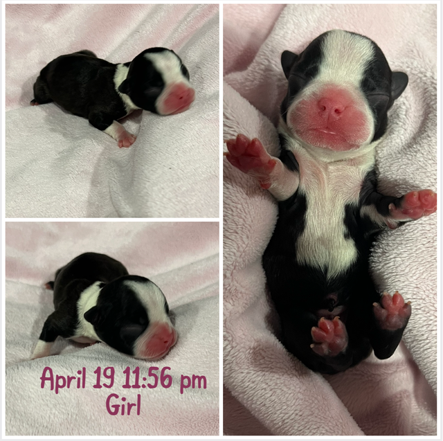 Boston Terrier Puppies