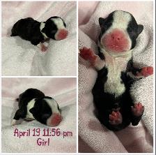 Boston Terrier Puppies