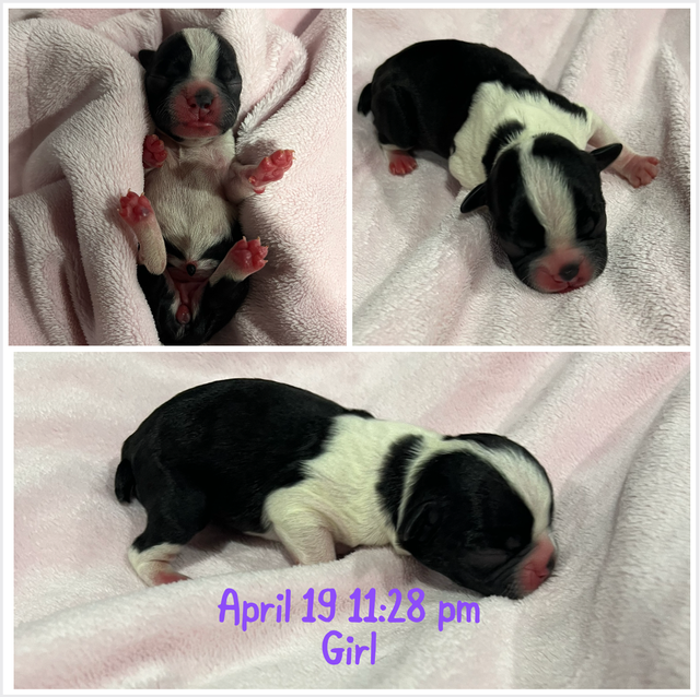 Boston Terrier Puppies - Photo 2