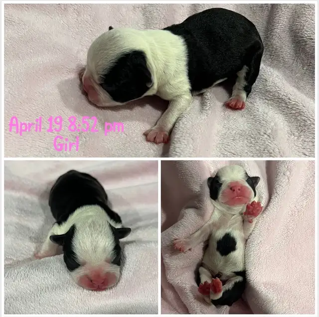 Boston Terrier Puppies - Photo 3