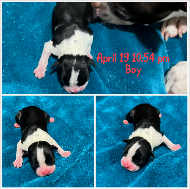 Boston Terrier Puppies - Photo 4