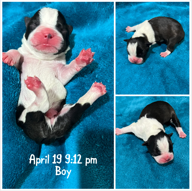 Boston Terrier Puppies - Photo 5