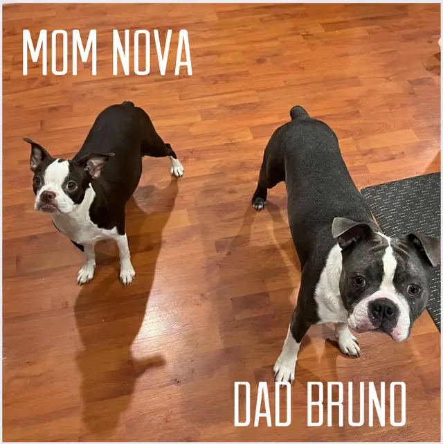 Boston Terrier Puppies - Photo 6