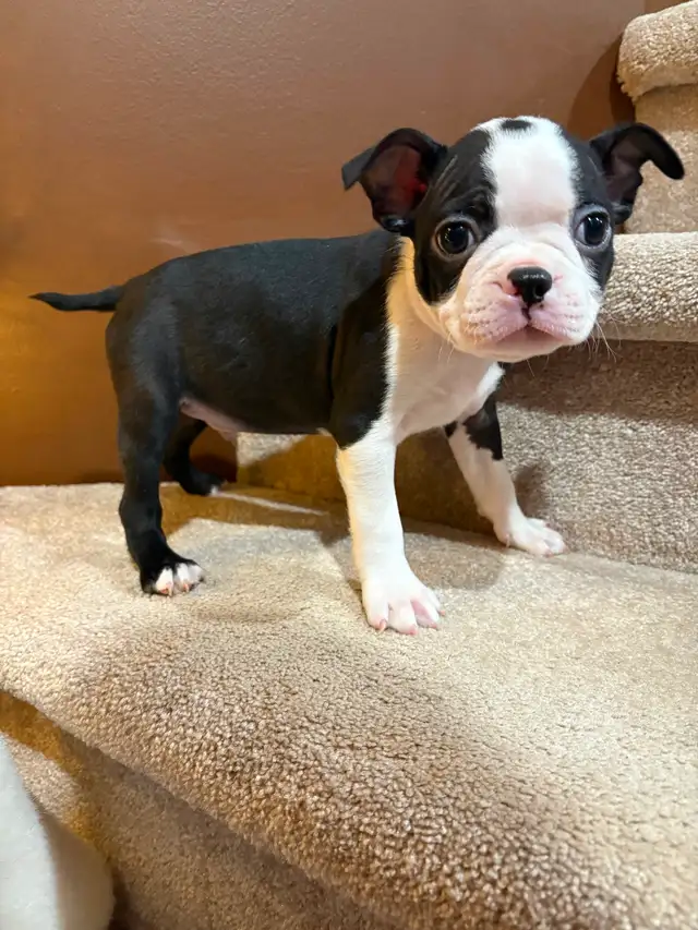 Boston Terrier Puppies - Photo 7