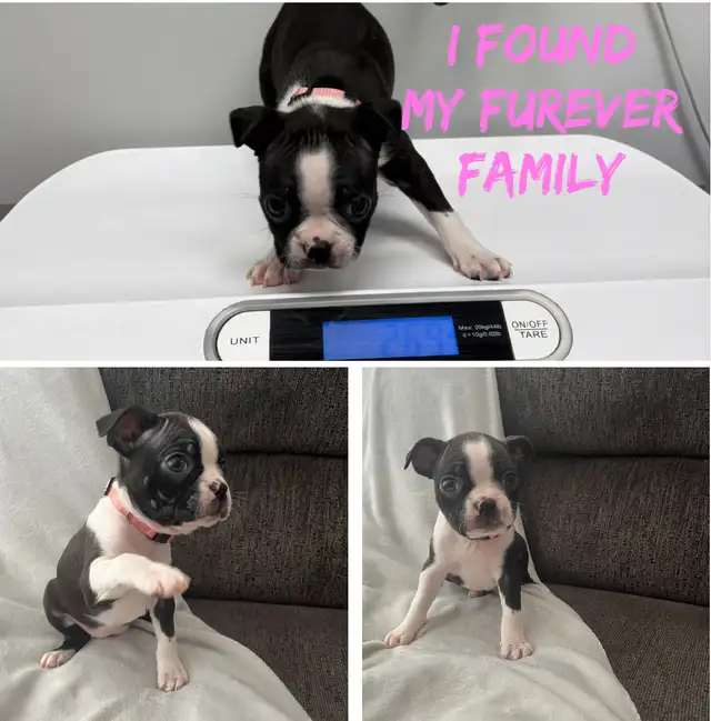 Boston Terrier Puppies - Photo 8