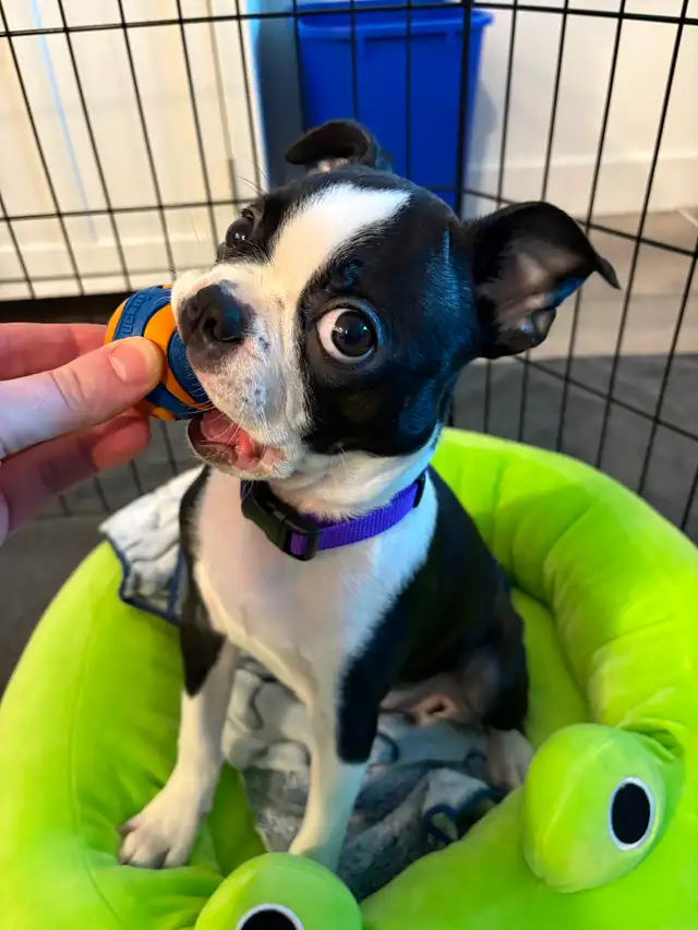 Boston Terrier Puppies - Photo 9